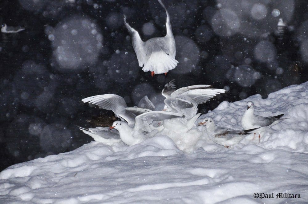 "Gulls in the Snow" - Paul Militaru Photography
