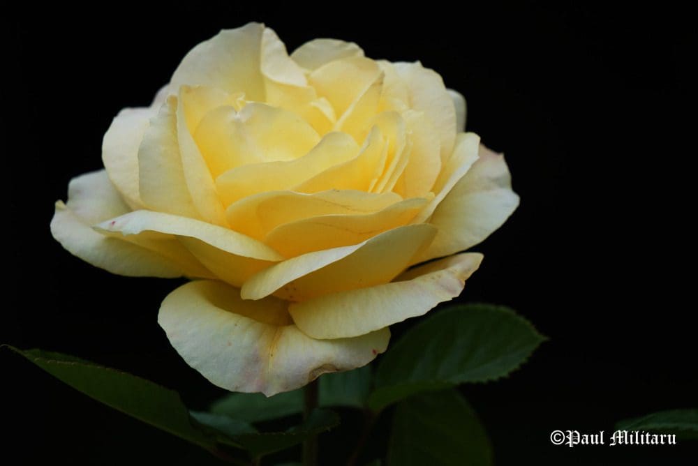 "Yellow Rose 1" - Paul Militaru Photography