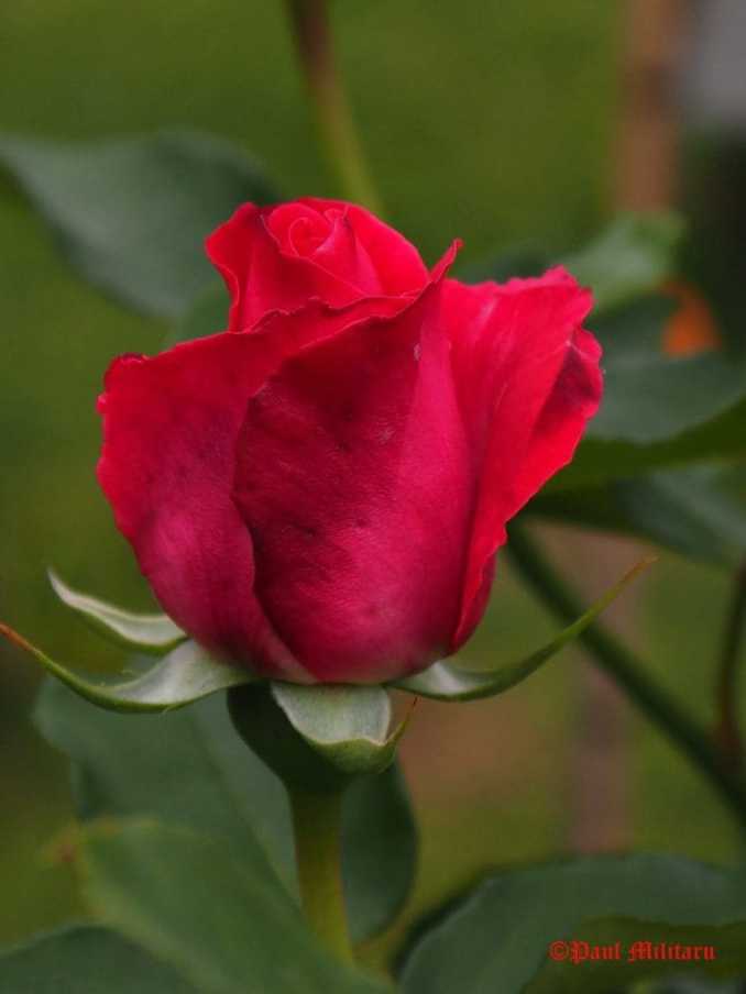 "You are my Lady" - Paul Militaru Photography