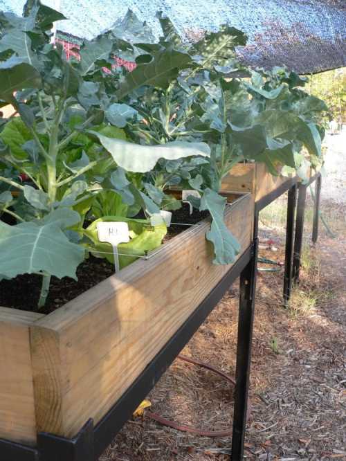 fallgarden20161016-1