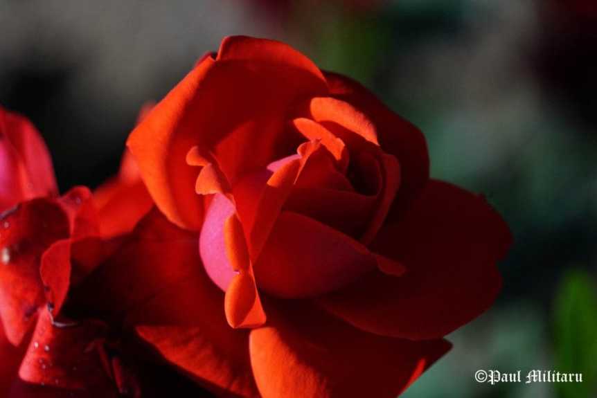 "Only Love" - Paul Militaru Photography