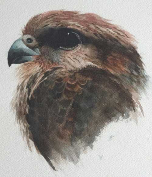 Drawing by Madeleine Jacobs