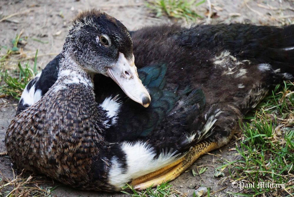 "Smiley Duck" - Paul Militaru Photography