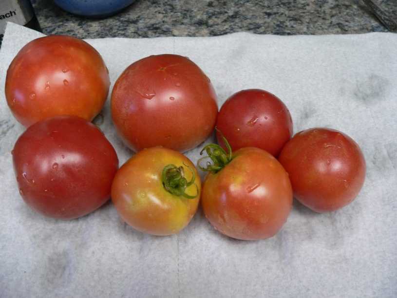 tomatoharvest20160724