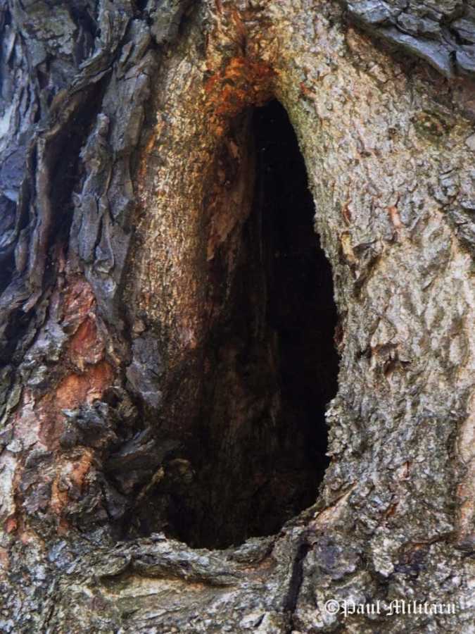 "Hollow Bird's House" - Paul Militaru Photography