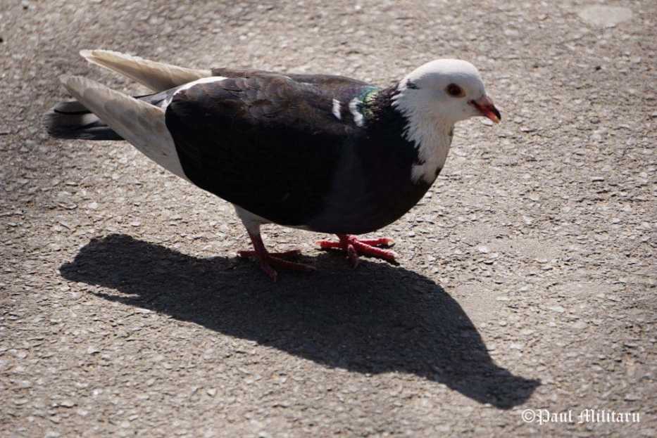 "Shadow on Asphalt" - Paul Militaru Photography