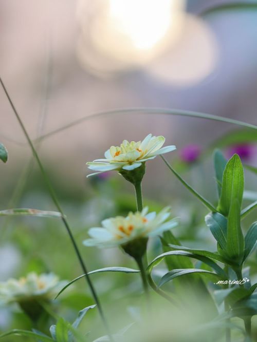 Stunning Flower Photography | creativeartworksblog