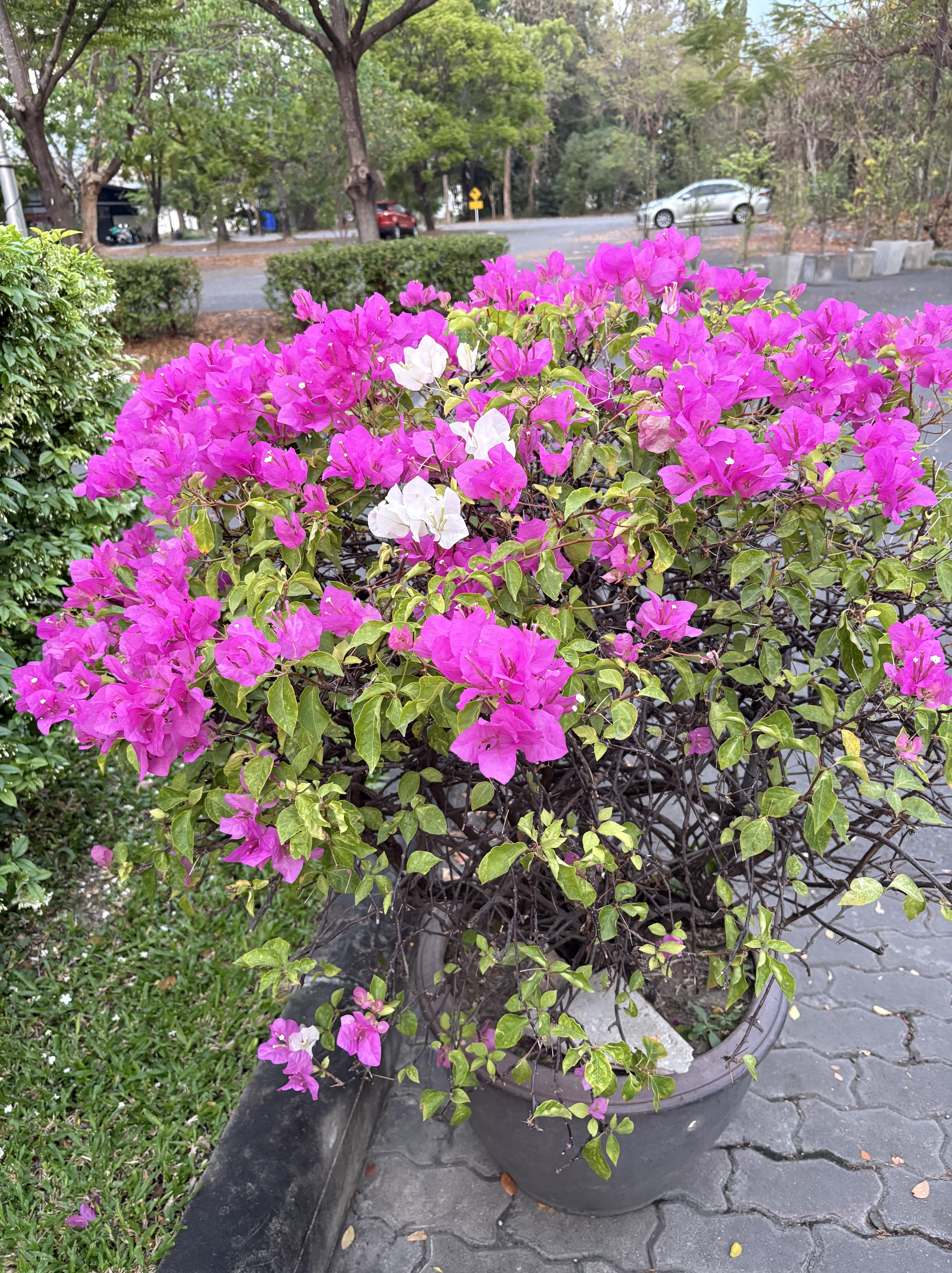 beautiful flowers in Chiang Mai | creativeartworksblog
